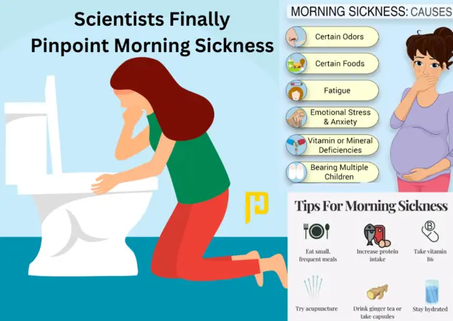 What Can I Eat To Stop Morning Sickness