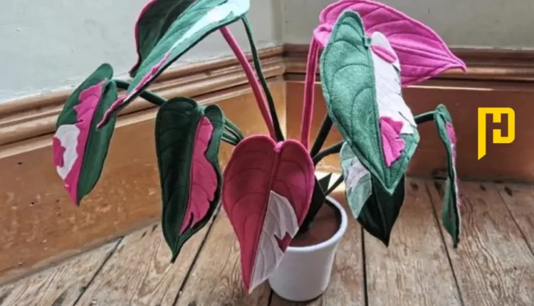 Pink Princess Philodendron